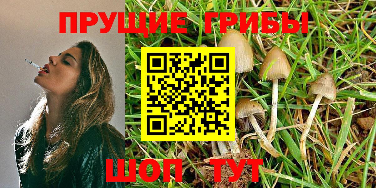 Псилоцибиновые грибы Psilocybe Гурьевск