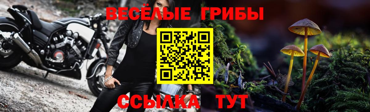 Псилоцибиновые грибы GOLDEN TEACHER  где купить наркоту  Гурьевск  Вход с VPN  Псилоцибиновые грибы GOLDEN TEACHER 